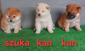 Shiba inu szuka, kan  kölyök Eladó! - kép 4