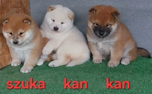 Shiba inu szuka, kan  kölyök Eladó!