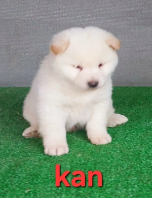 Shiba inu szuka, kan  kölyök Eladó! - kép 6