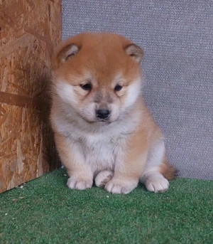 Shiba inu szuka, kan  kölyök Eladó! - kép 8