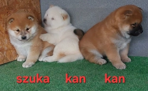 Shiba inu szuka, kan  kölyök Eladó! - kép 3