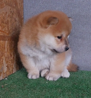 Shiba inu szuka, kan  kölyök Eladó! - kép 9