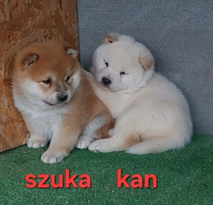 Shiba inu szuka, kan  kölyök Eladó! - kép 7
