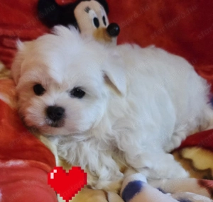 Törzskönyves szülőktől gyönyörűszép kisméretű Bichon Havanese kiskutyák eladók  - kép 2