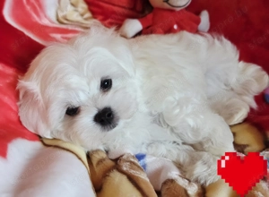 Törzskönyves szülőktől gyönyörűszép kisméretű Bichon Havanese kiskutyák eladók 