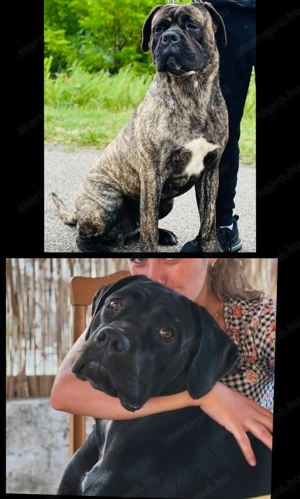 Cane Corso kutyusok törzskönyves szülőktöl  - kép 6