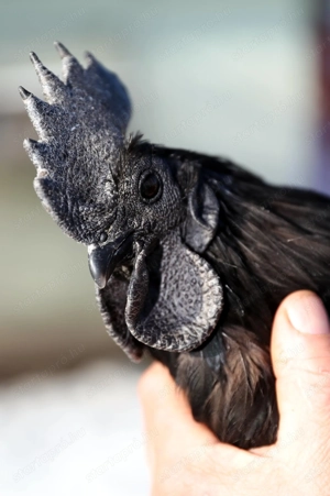 Ayam cemani növendék baromfik eladók. - kép 2
