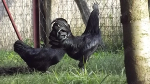 Ayam cemani növendék baromfik eladók. - kép 4