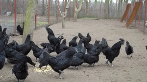 Ayam cemani növendék baromfik eladók. - kép 6