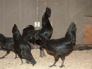 Ayam cemani növendék baromfik eladók. - kép 8