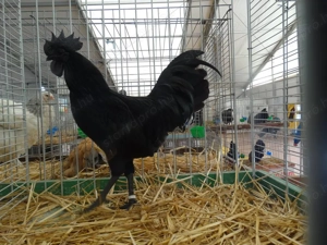 Ayam cemani növendék baromfik eladók. - kép 7