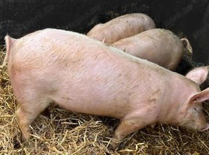 Süldők költöznék 