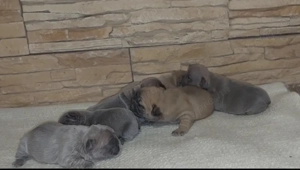 Francia bulldog kölykök foglalhatók