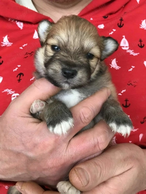 Eladók, foglalhatóak tündéri Spicc, Spitz fiú kutyusok!