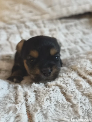 yorkshire terrier kis kutyák 