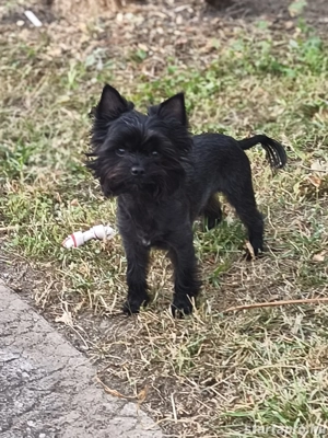 Fekete Yorkshire terrier kan