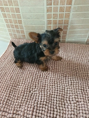 Kisméretű yorki - kép 4