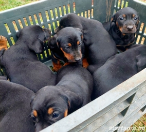 Tacskó kiskutyák - kép 2