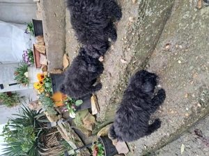 Puli kölykök gazdát keresnek - kép 2