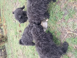 Puli kölykök gazdát keresnek - kép 3