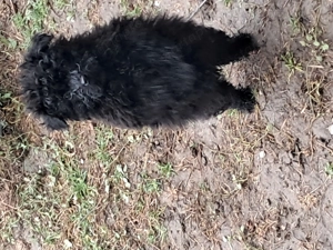 Puli kölykök gazdát keresnek - kép 4