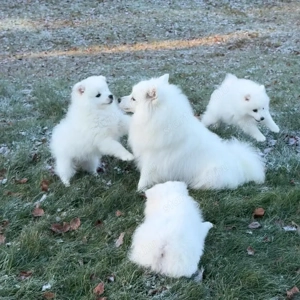 Spicc német spicc kiskutyák gazdisodnának - kép 2