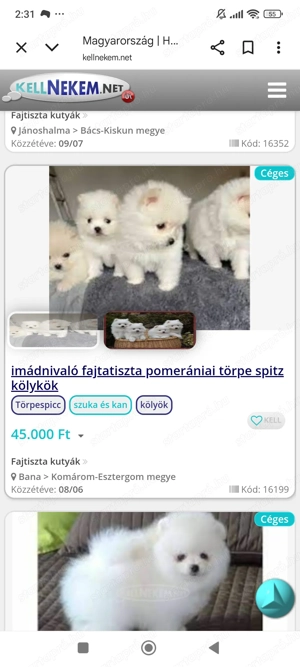 Spicc német spicc kiskutyák gazdisodnának - kép 4