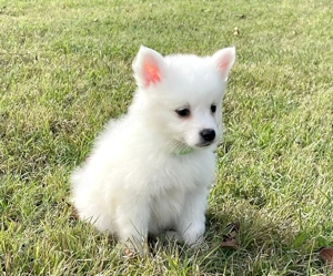 Spicc német spicc kiskutyák gazdisodnának - kép 3