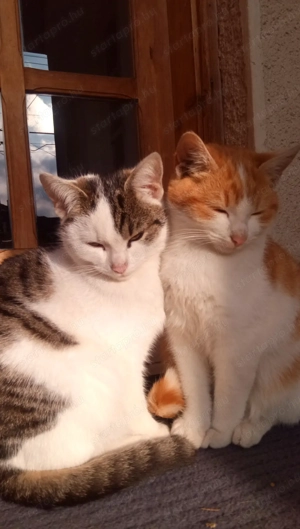 Kis cica gazdit keres! - kép 8