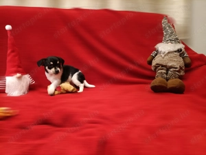 Csivava kiskutyák  - kép 3