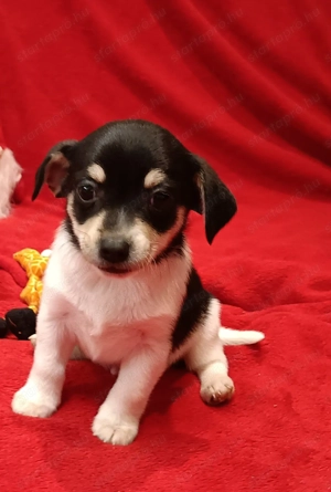 Csivava kiskutyák  - kép 2