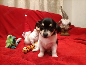 Csivava kiskutyák  - kép 6