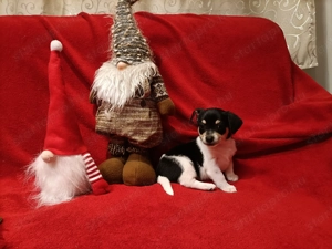 Csivava kiskutyák  - kép 7