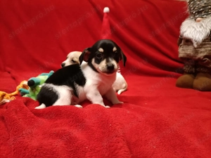 Csivava kiskutyák  - kép 4