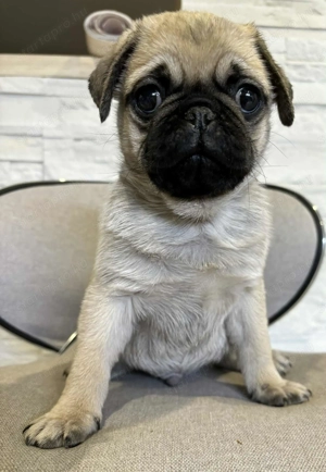 Mopsz kan kiskutyák - kép 2