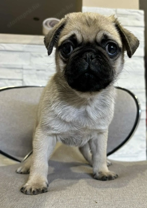 Mopsz kan kiskutyák - kép 3