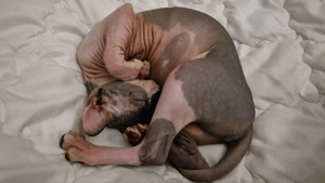 Eladó szfinx nőstény macska - kép 2