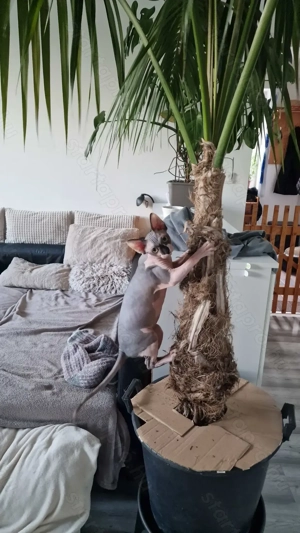 Eladó szfinx nőstény macska - kép 3