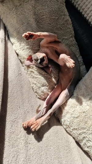 Eladó szfinx nőstény macska - kép 4