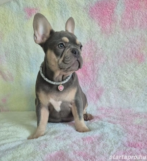 francia bulldog kislány