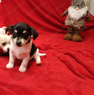 Csivava kiskutyák  - kép 10