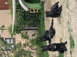 Cane corso babák  - kép 4