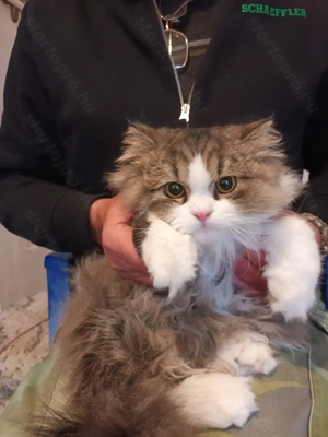 Perzsa kandur cica eladó!!