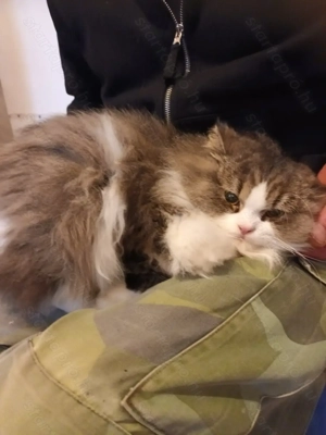 Perzsa kandur cica eladó!! - kép 2