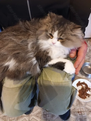 Perzsa kandur cica eladó!! - kép 3