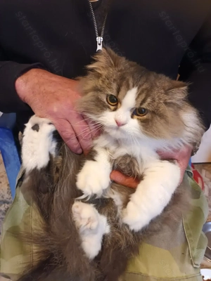 Perzsa kandur cica eladó!! - kép 4