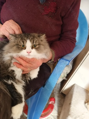 Perzsa kandur cica eladó!! - kép 5