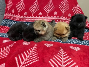 Spitz kiskutyák  - kép 3