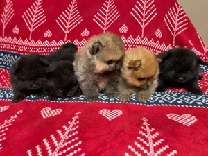 Spitz kiskutyák  - kép 2