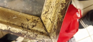 szent partik nyomat - kép 3